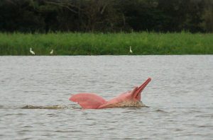 Principais animais da Biodiversidade Marinha da Amazônia