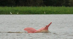 Principais animais da Biodiversidade Marinha da Amazônia