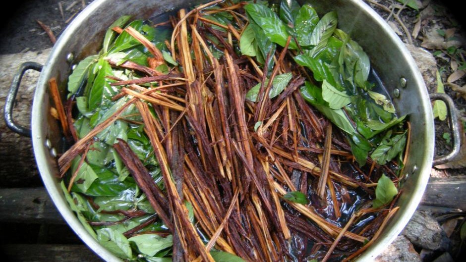 Ayahuasca