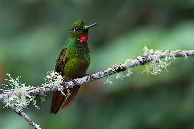 beija-flor-rubi