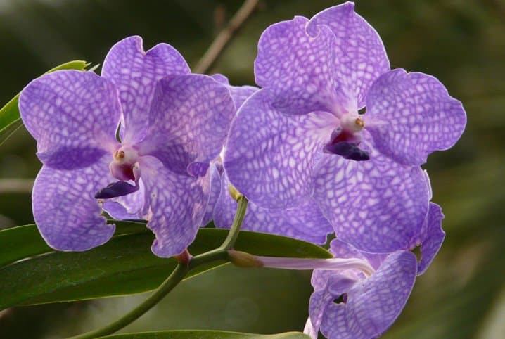 orquídeas