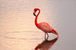 flamingos-rosa
