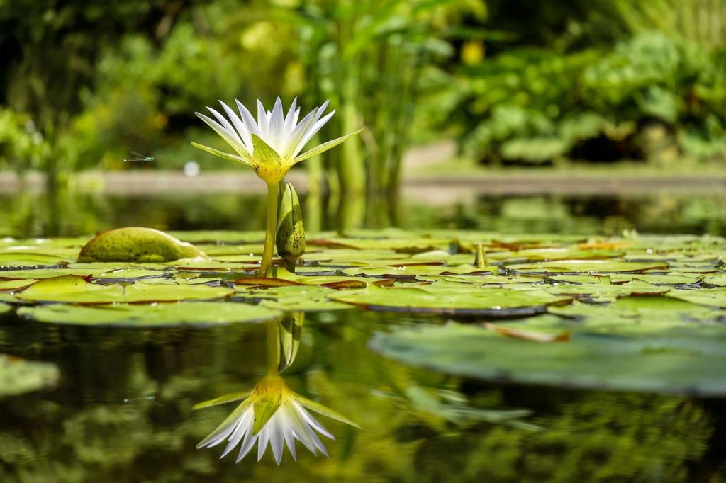 plantas aquáticas