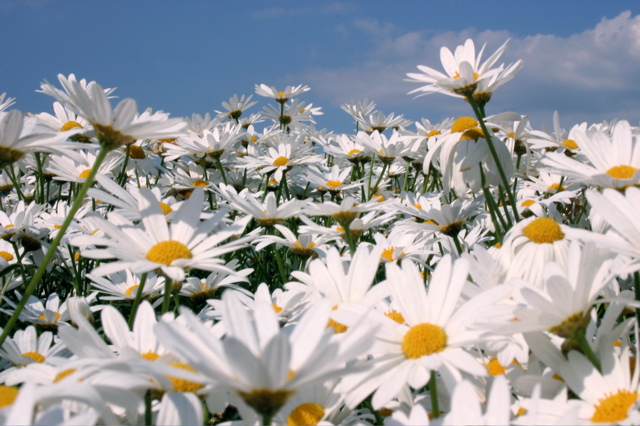 Flores Silvestres da Primavera