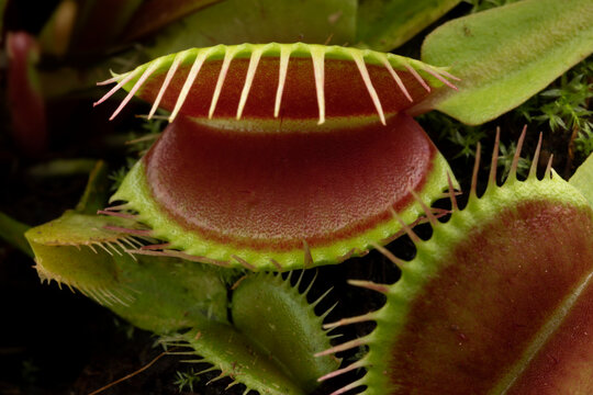 Dionaea muscipula