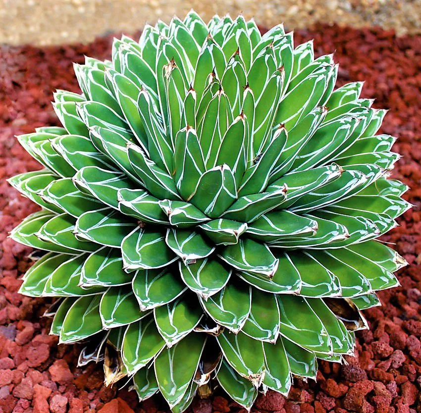 Agave suculenta