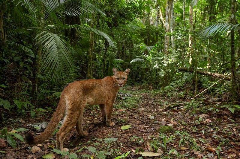 Mata Atlântica