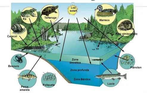 ecossistemas de água doce