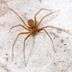 Aranha-Marrom
