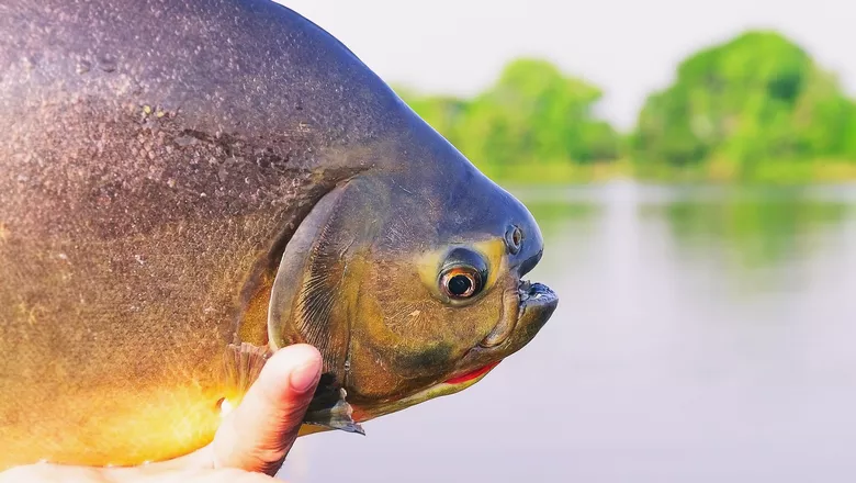 Peixe-Pacu