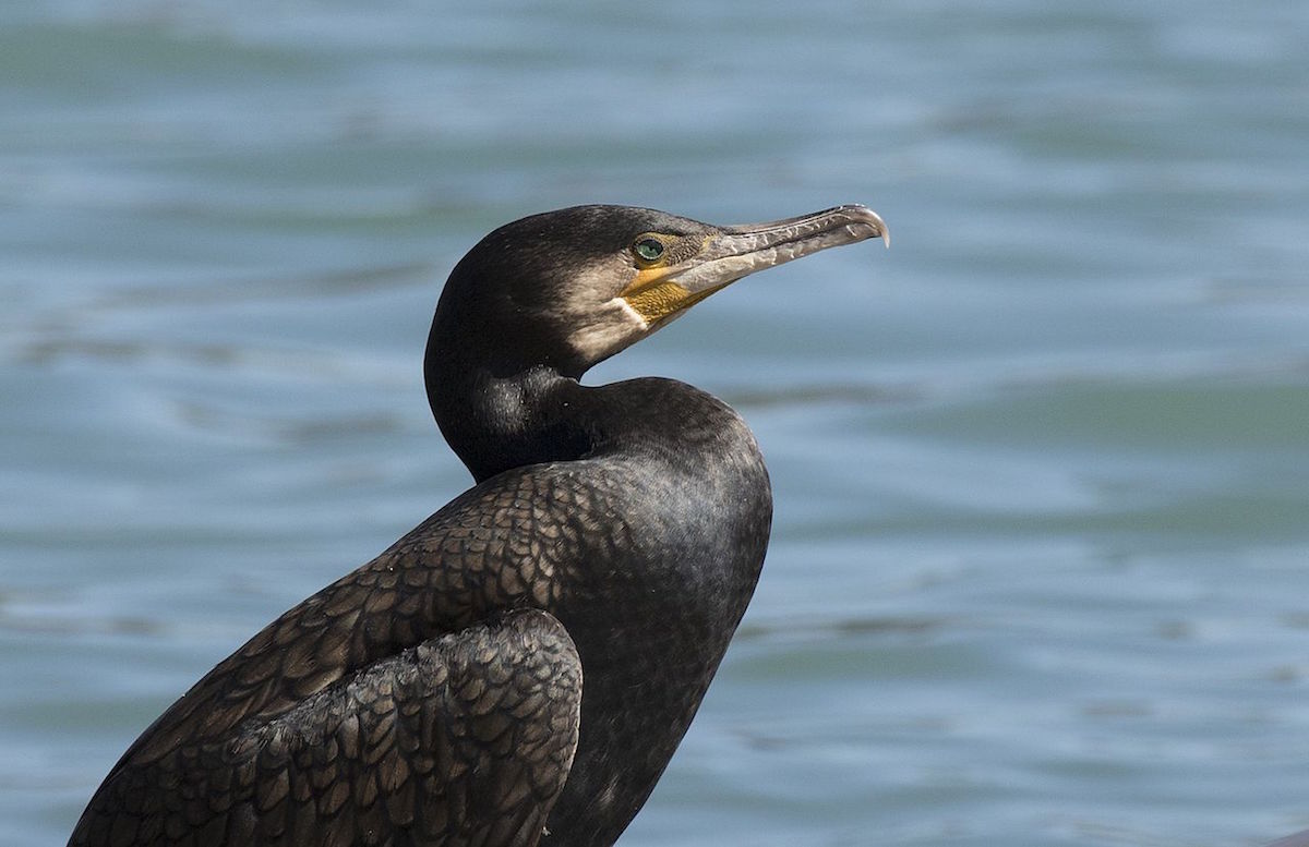 O Corvo-Marinho: A Vida Costeira e os Fascinantes Mergulhos dessa Ave Marinha