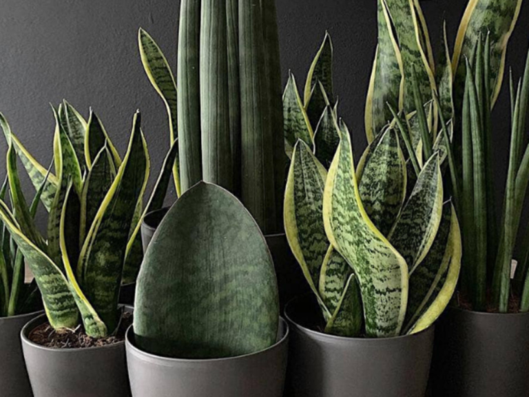 plantas de sombra