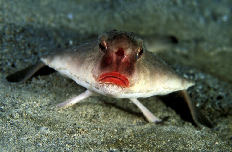 Peixe-Morcego