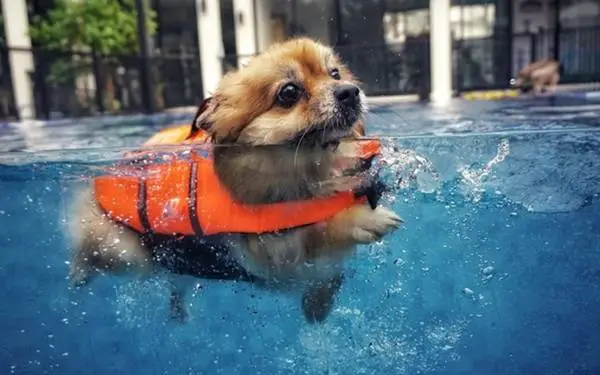 Aumento da temperatura animais