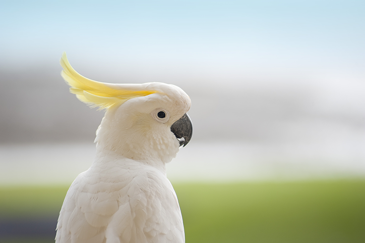 Cacatua