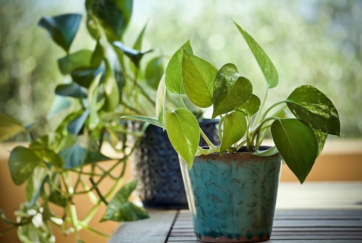 Plantas de Interior