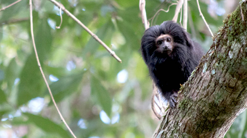 mico-leão-preto