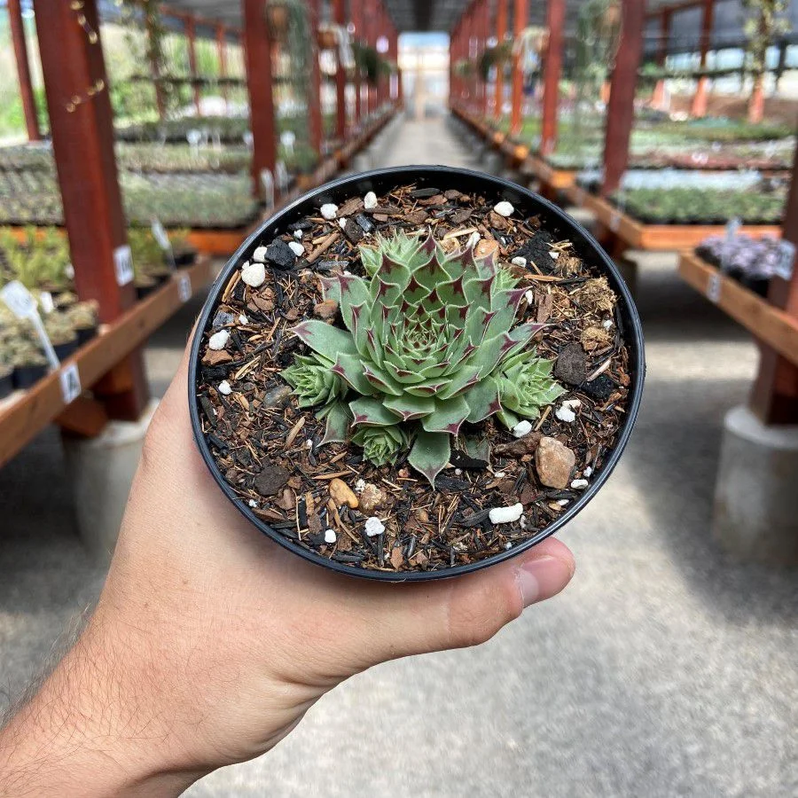 Sempervivum