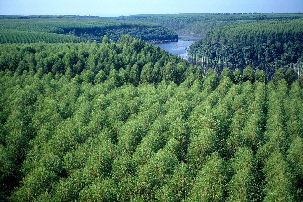 florestas de eucalipto