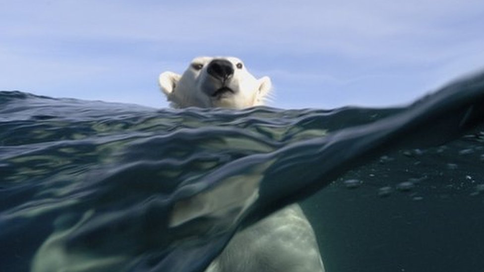 Aumento da temperatura animais