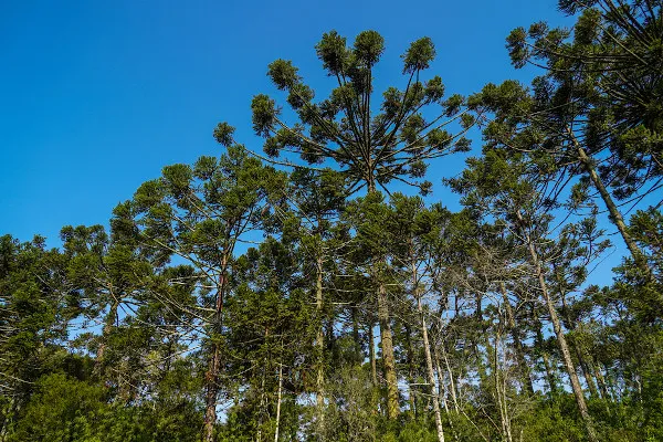 Mata de Araucárias