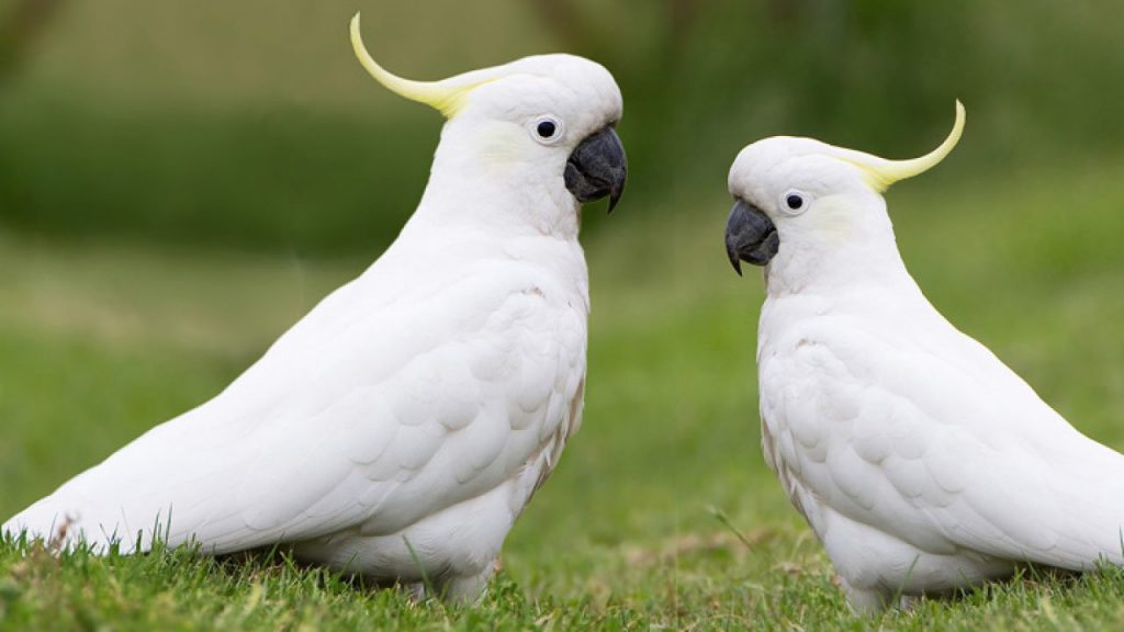 Cacatua