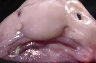 A Face do Peixe Bolha