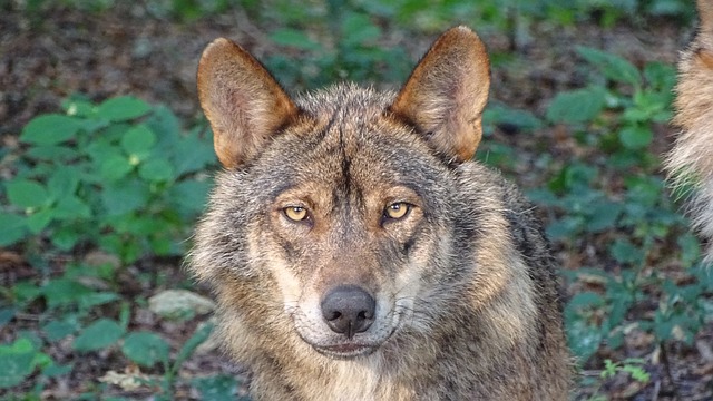 A face do Lobo Ibérico 