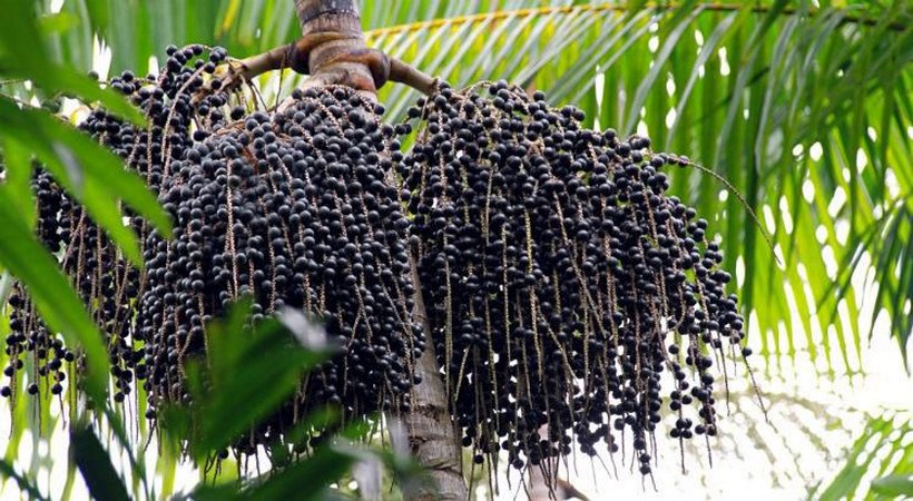 açaí planta