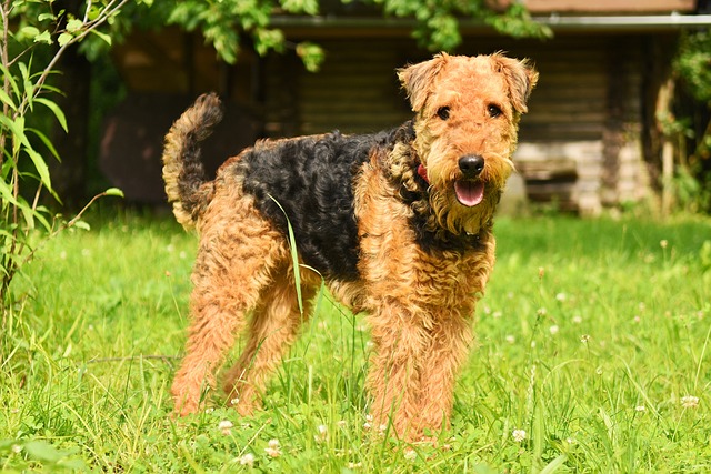 Airedale Terrier em Pé na Grama