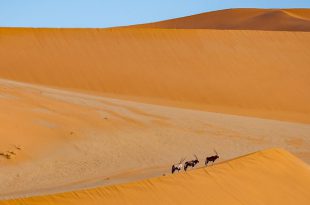 Antilopes no Deserto