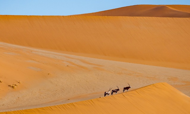 Antilopes no Deserto