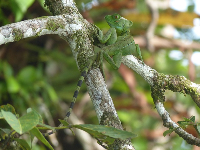 Basilico na Árvore na Floresta 