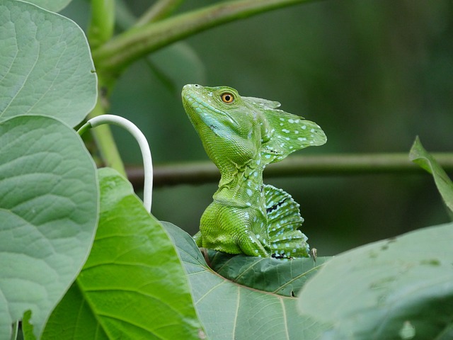 Basilisco Verde Sob Folhas