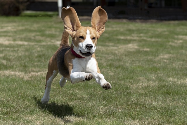 beagle corriendo