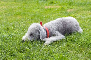 Bedlington Terrier Deitado na Grama