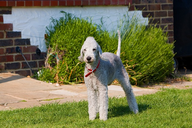 Bedlington Terrier de Pé no Gramado