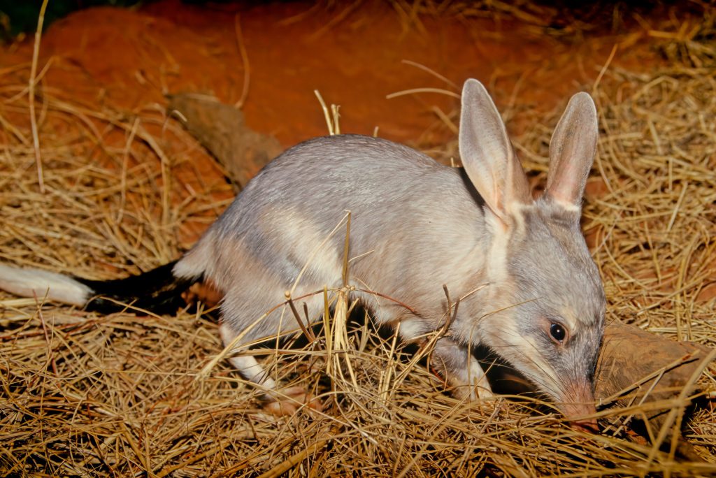 Bilby na Natureza 