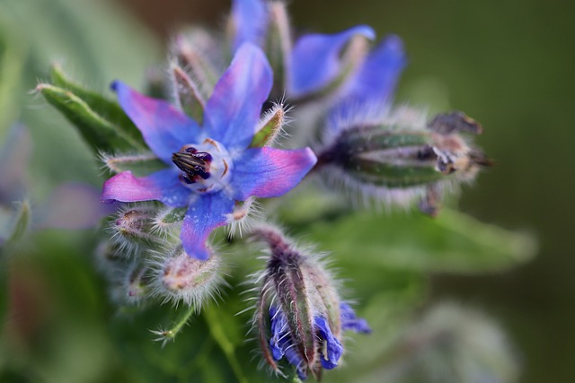 Borragem a Flor Azul