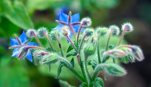 Borragem na Natureza