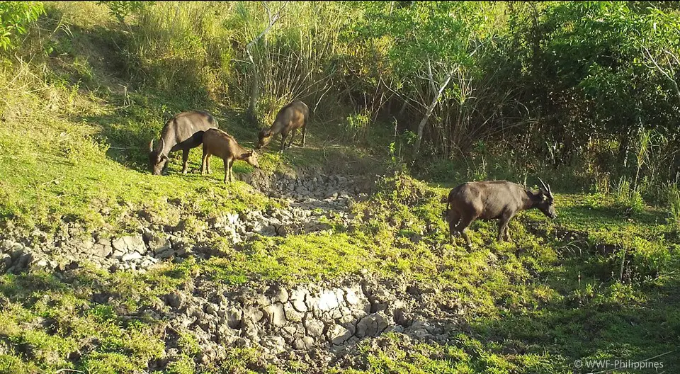 Búfalo-Anão-de-Mindoro no Gramado 