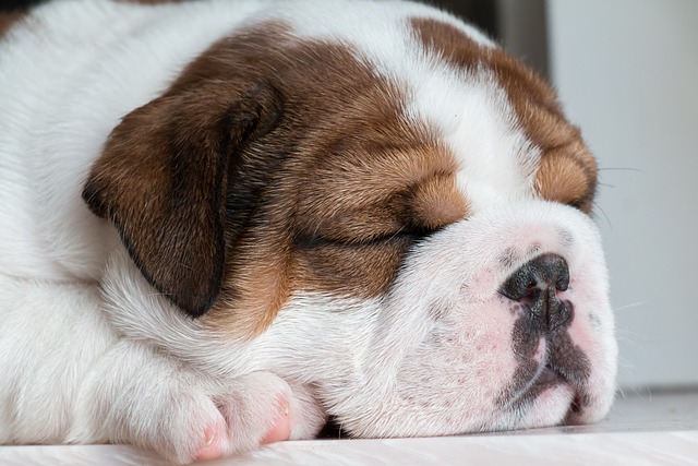 Bulldog Inglés durmiendo