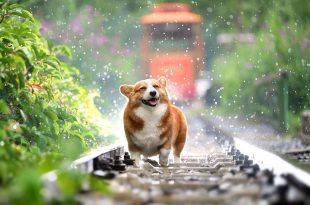 Cachorro Corgi Brincando na Linha Ferrea