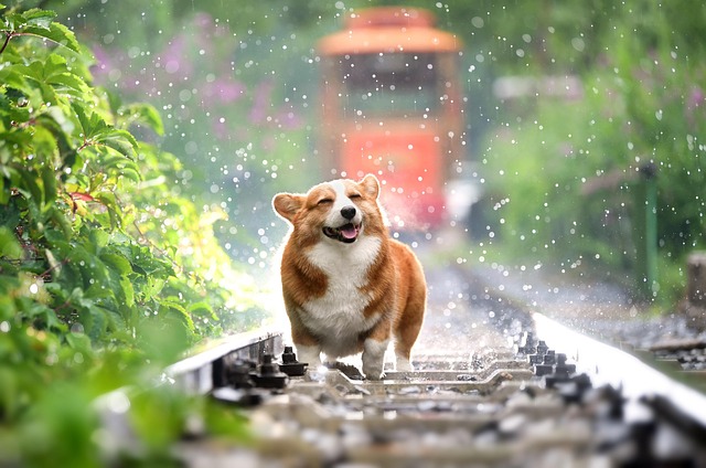 Cachorro Corgi Brincando na Linha Ferrea 