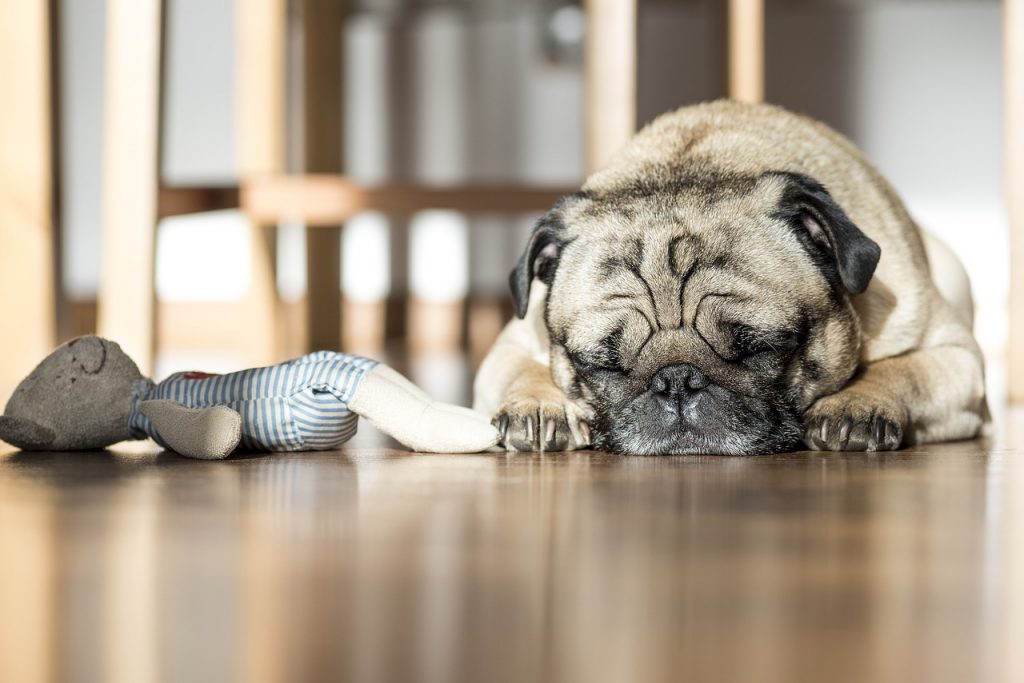 Cachorro Dormindo com o Brinquedo