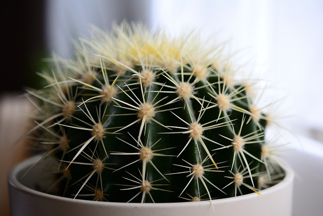 Cacto Espinhoso