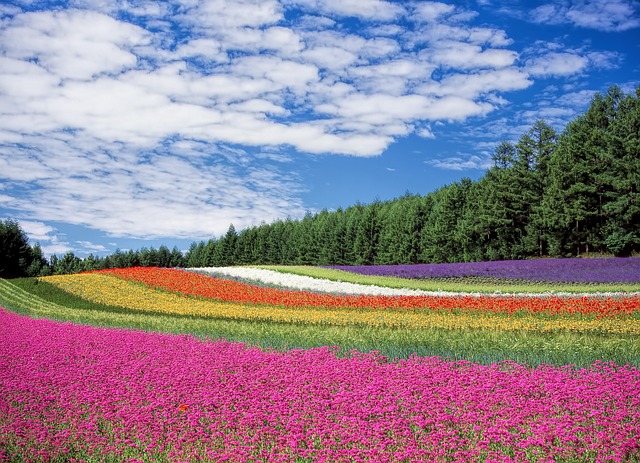 Campo de Flores de Diversas Cores