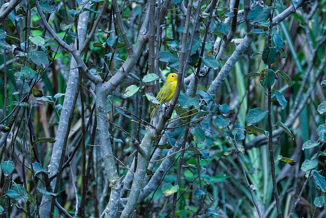 Canario entre los árboles