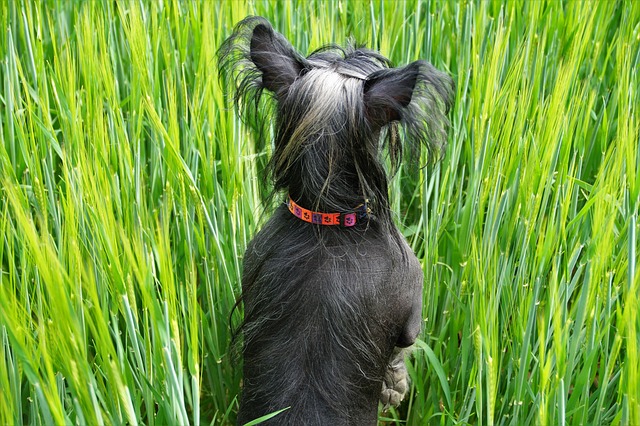 Cão de Crista Chinês de Costas