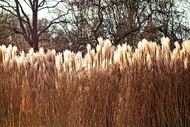 Capim dos Pampas